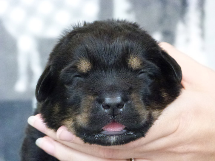 chinook puppy